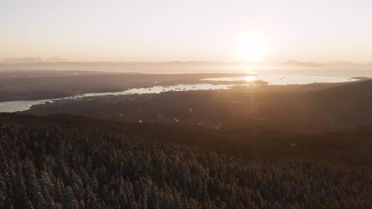 Free Video Stock sunset from a forest full of pines Live Wallpaper