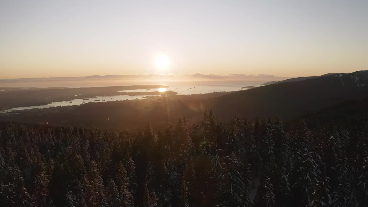 Free Video Stock sunset from a pine forest Live Wallpaper