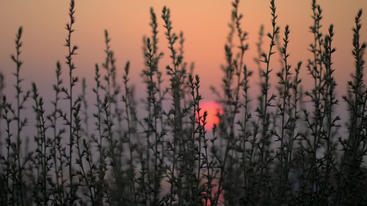 Free Video Stock sunset hidden behind the grass Live Wallpaper