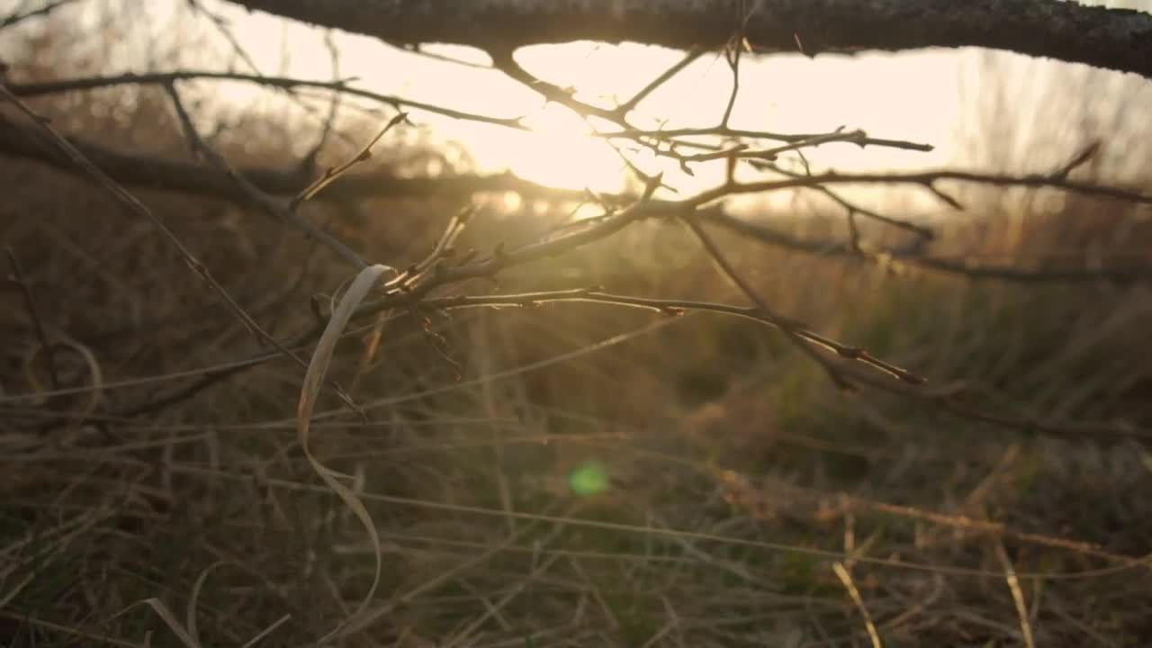 Free Video Stock sunset on the savanna seen behind the skyline Live Wallpaper