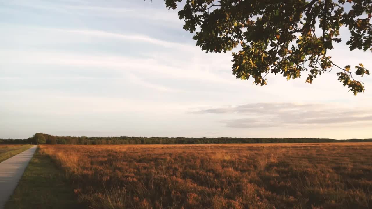 Free Video Stock sunset over a field Live Wallpaper