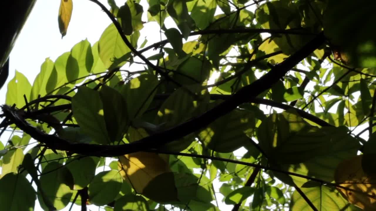 Free Video Stock sunshine breaking through green leaves Live Wallpaper