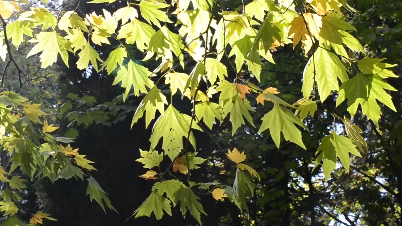 Free Video Stock sunshine on a tree in autumn Live Wallpaper