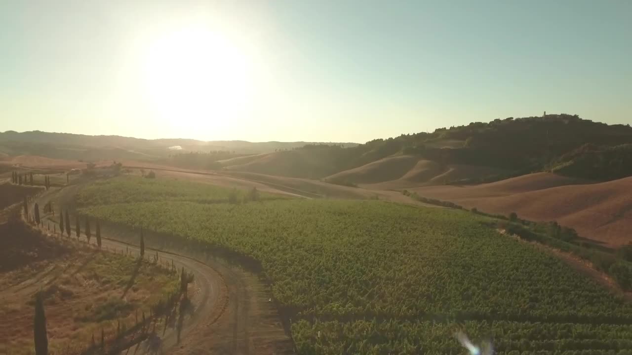Free Video Stock sunshine over a vineyard Live Wallpaper