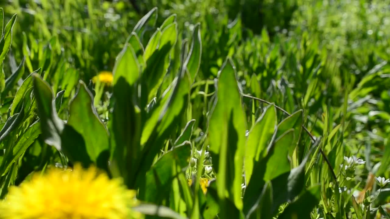 Free Video Stock sunshine over wildflowers Live Wallpaper