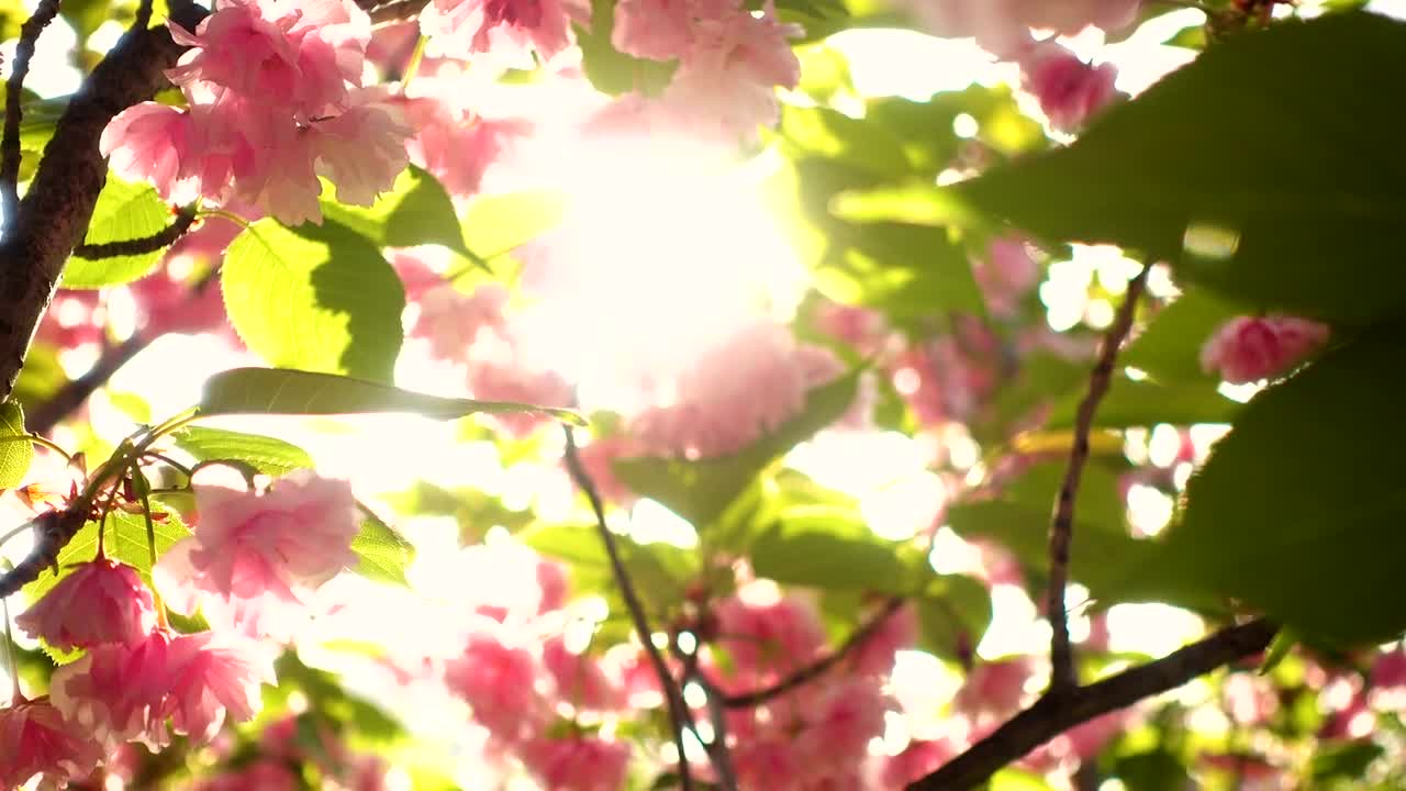 Free Video Stock sunshine through tree with flowers Live Wallpaper