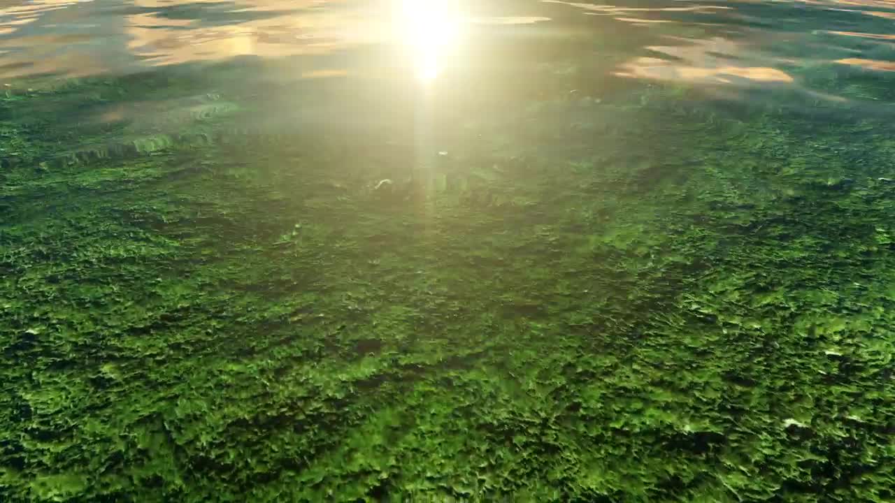 Free Video Stock surface of a lake seen up close Live Wallpaper