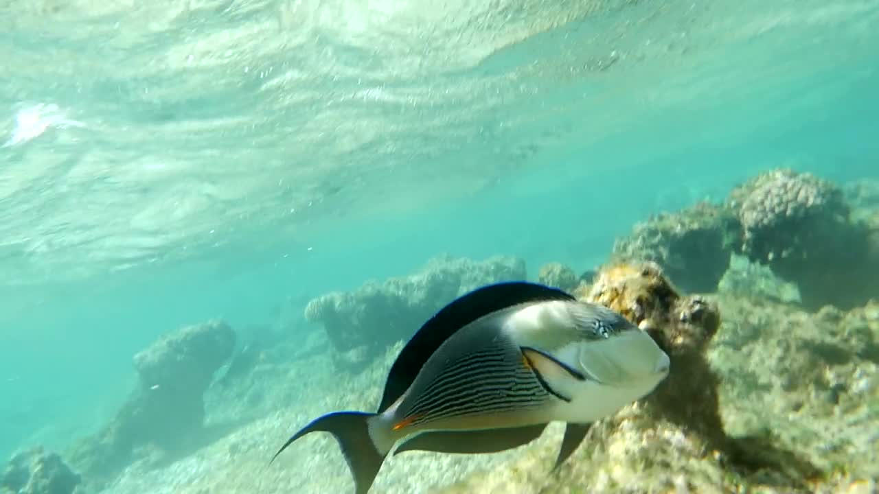 Free Video Stock surgeonfish swimming over coral Live Wallpaper