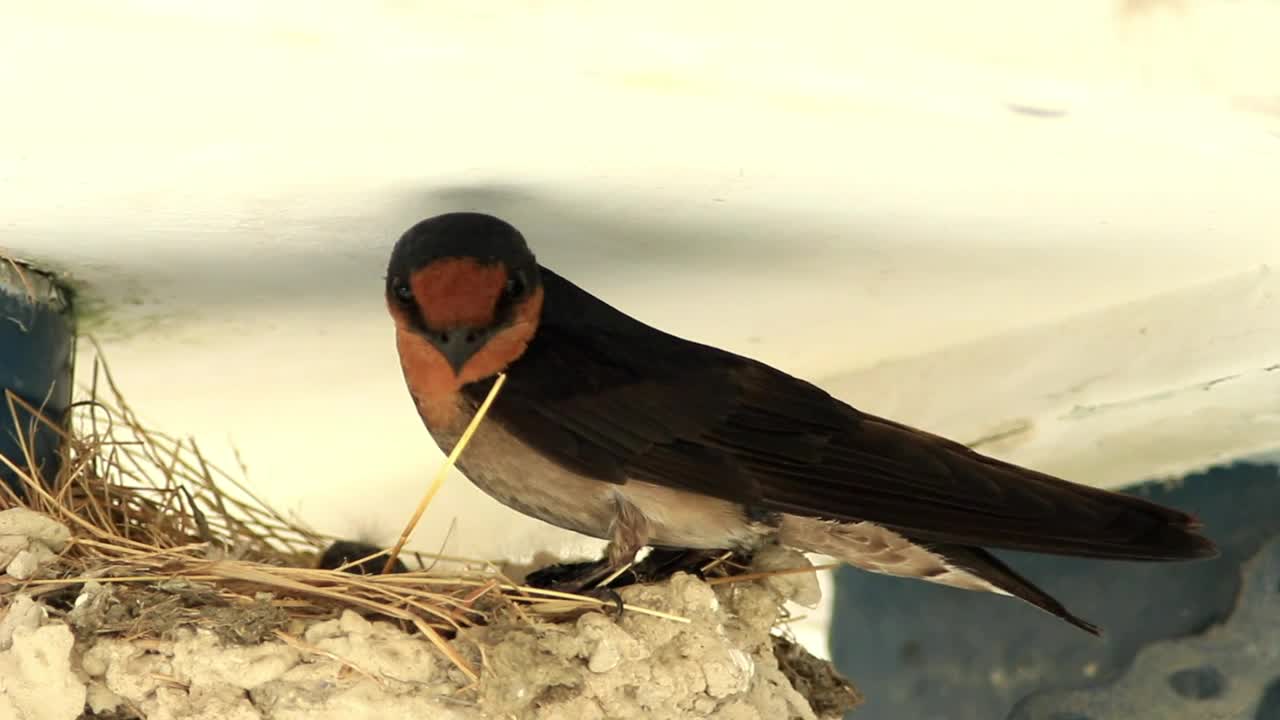 Free Video Stock swallow chicks in a nest Live Wallpaper