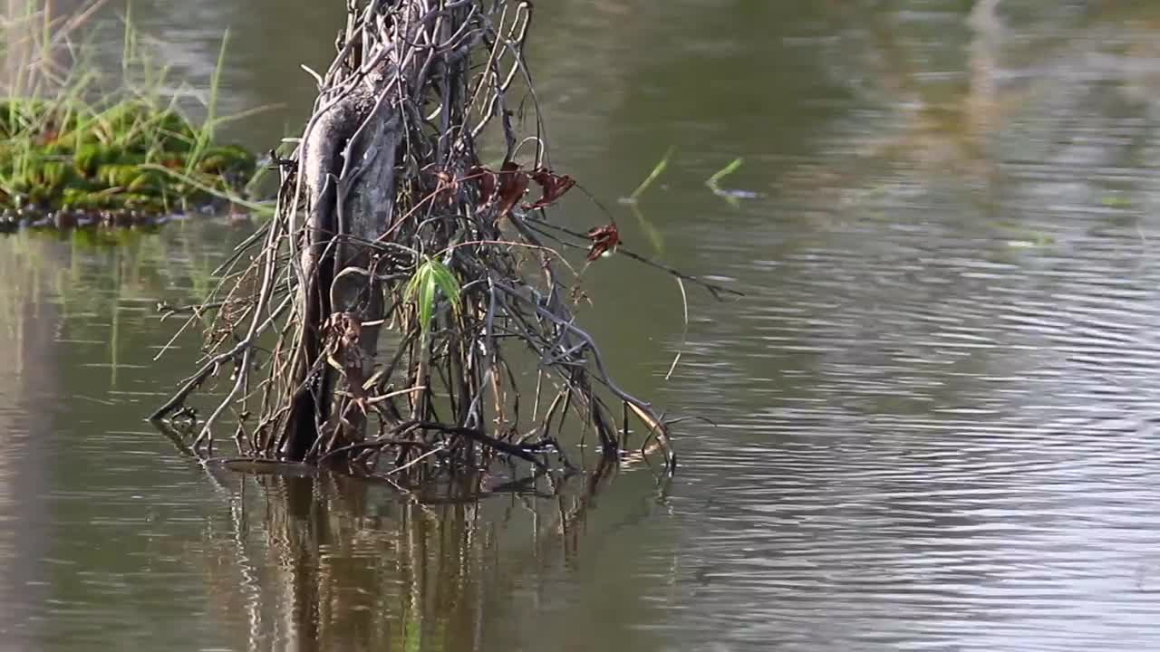 Free Video Stock swamp water ripples Live Wallpaper