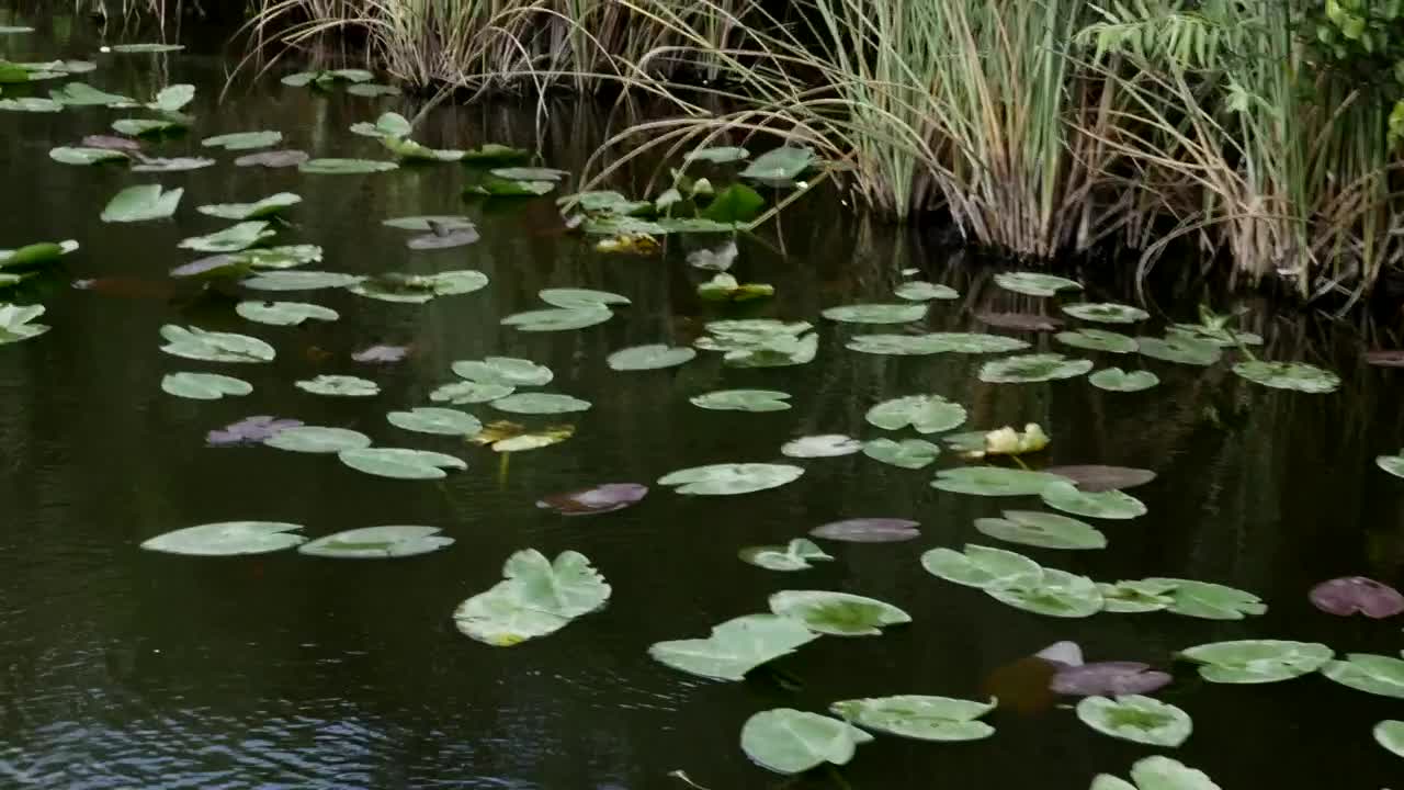 Free Video Stock swamp with floating leaves Live Wallpaper