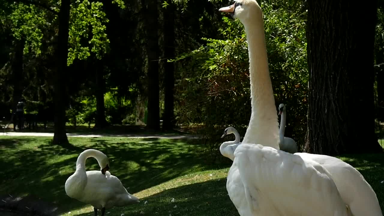Free Video Stock swan agitating his wings Live Wallpaper