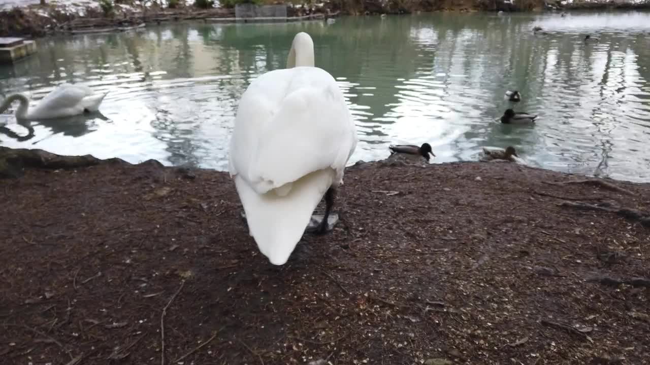 Free Video Stock swan and ducks by a pond Live Wallpaper