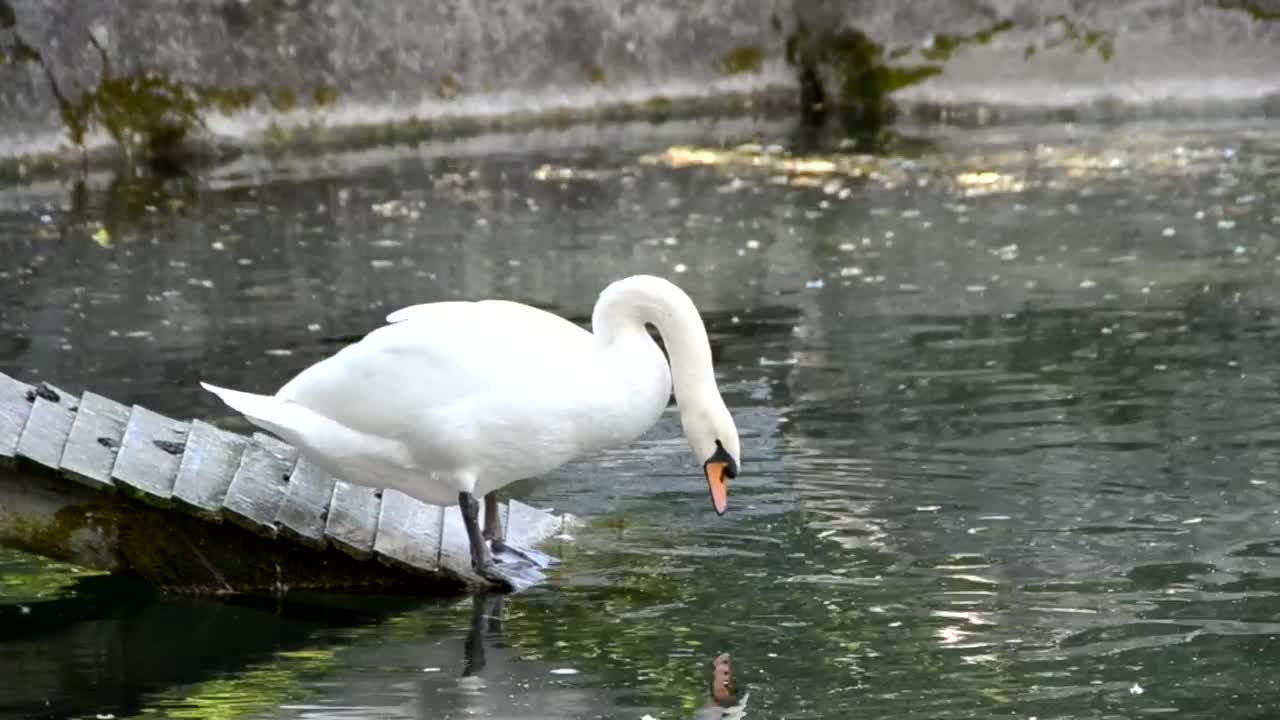 Free Video Stock swan in an artificial pond Live Wallpaper