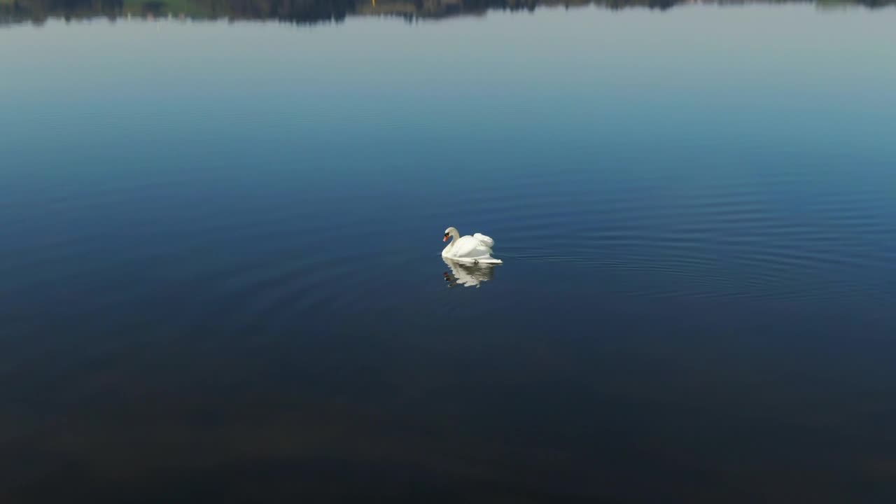 Free Video Stock swan swimming in a lake Live Wallpaper