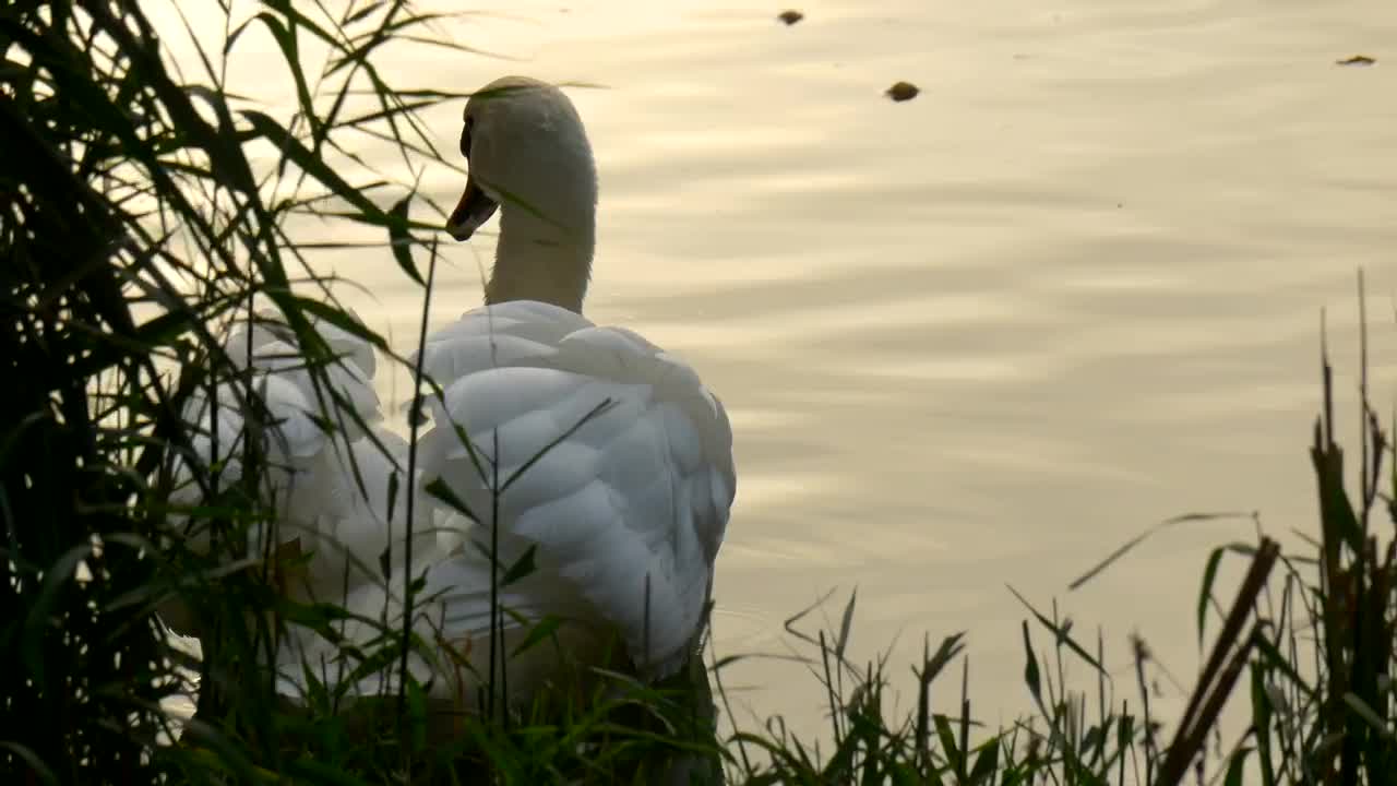 Free Video Stock swan swimming near the bank of a river Live Wallpaper