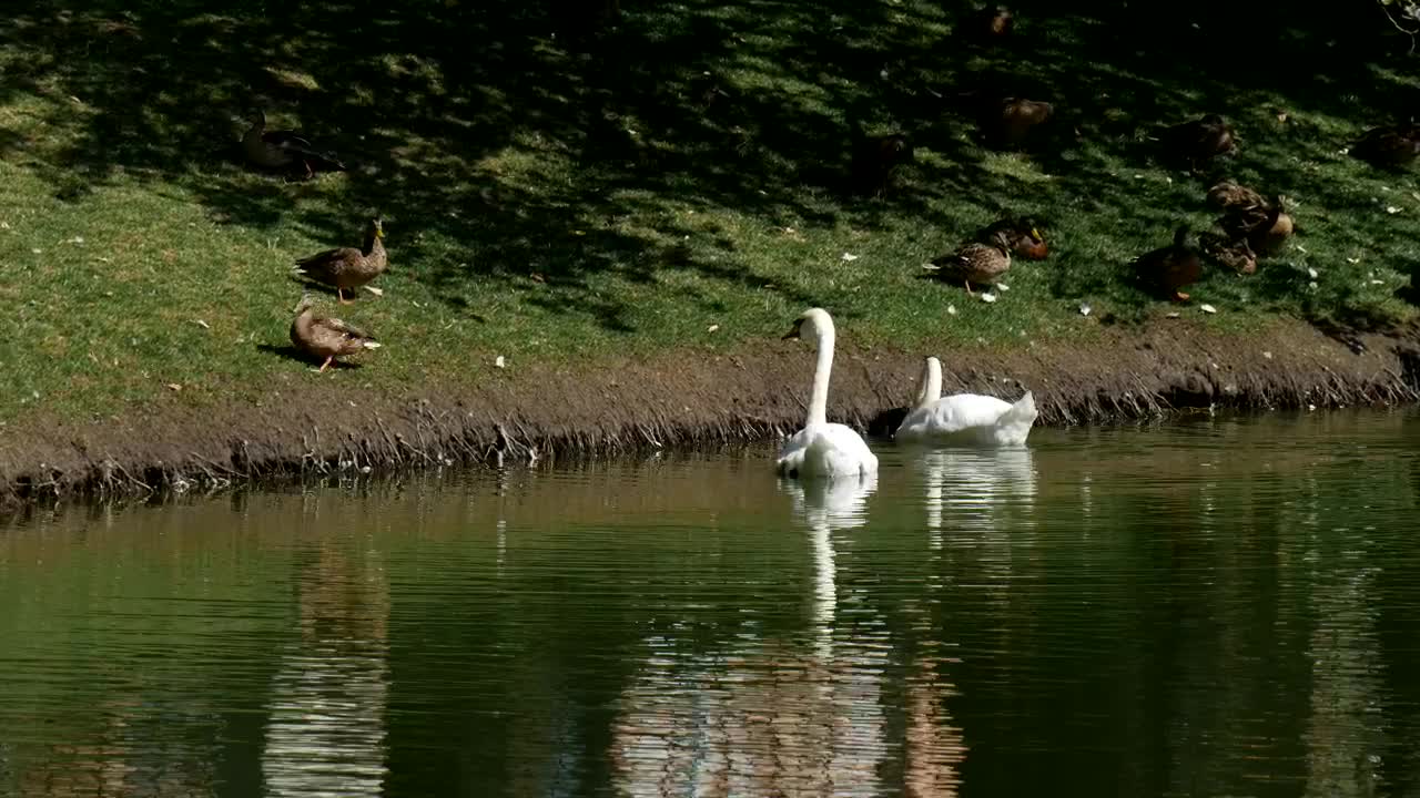 Free Video Stock swans and ducks in the lakeshore Live Wallpaper