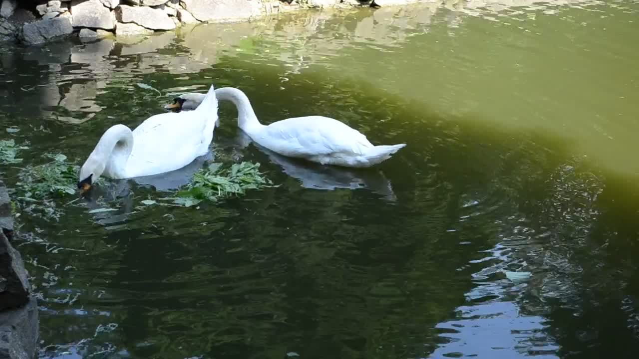 Free Video Stock swans feeding in a pond Live Wallpaper