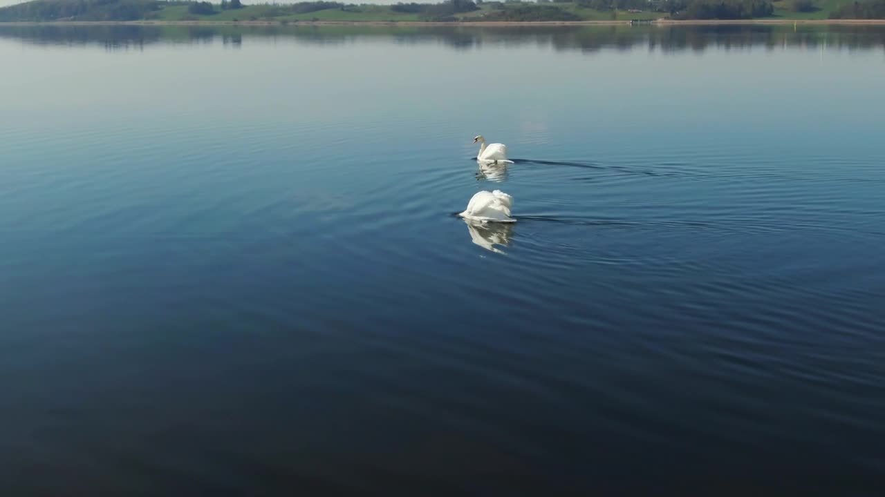 Free Video Stock swans moving across water Live Wallpaper
