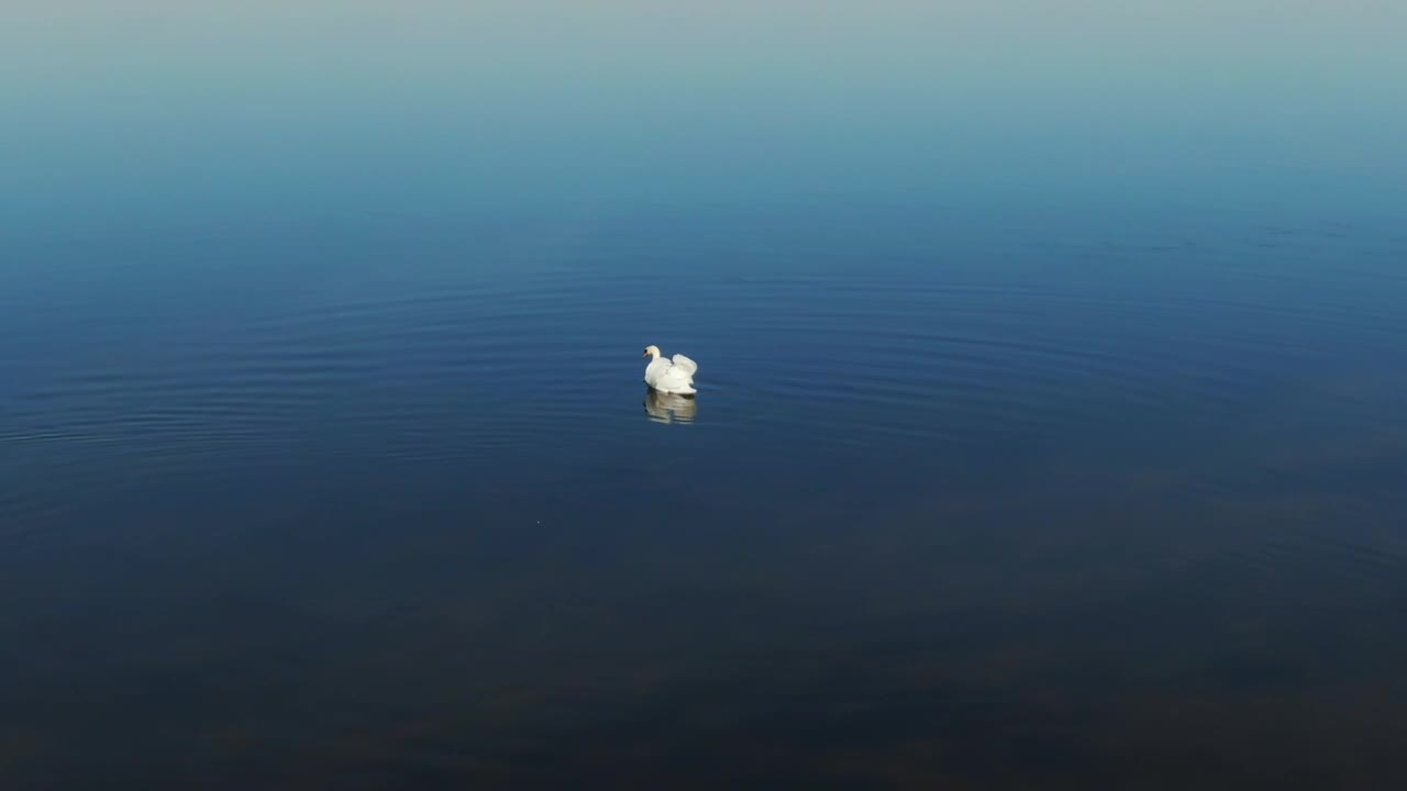 Free Video Stock swans searching for food Live Wallpaper