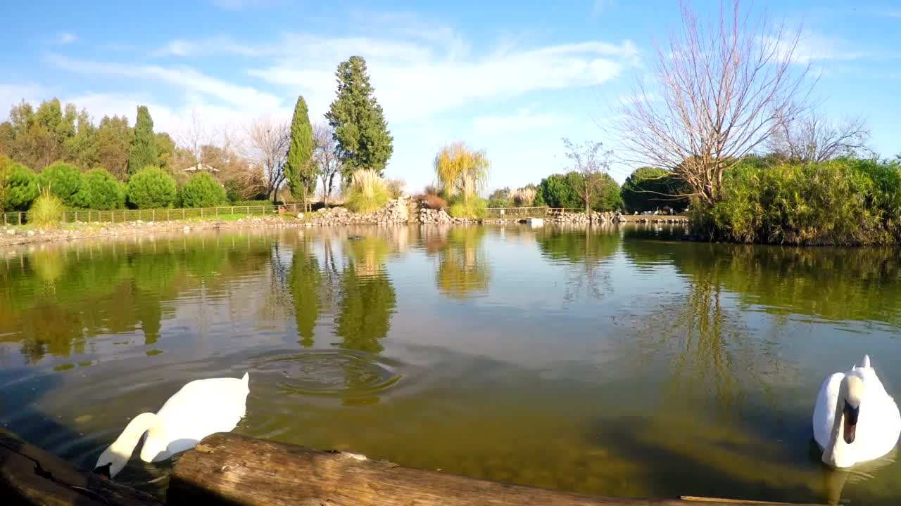 Free Video Stock swans swimming and feeding in a lake Live Wallpaper