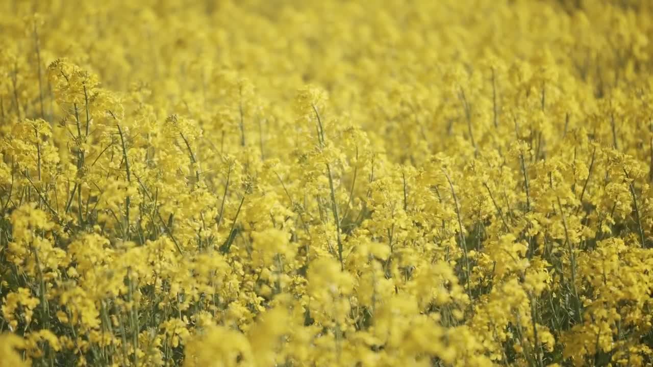 Free Video Stock swaying crops on a farm Live Wallpaper