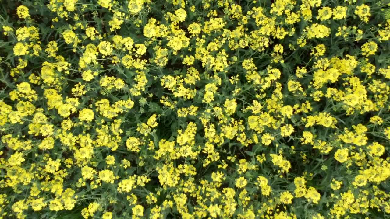 Free Video Stock swaying field of crops in a gentle wind Live Wallpaper