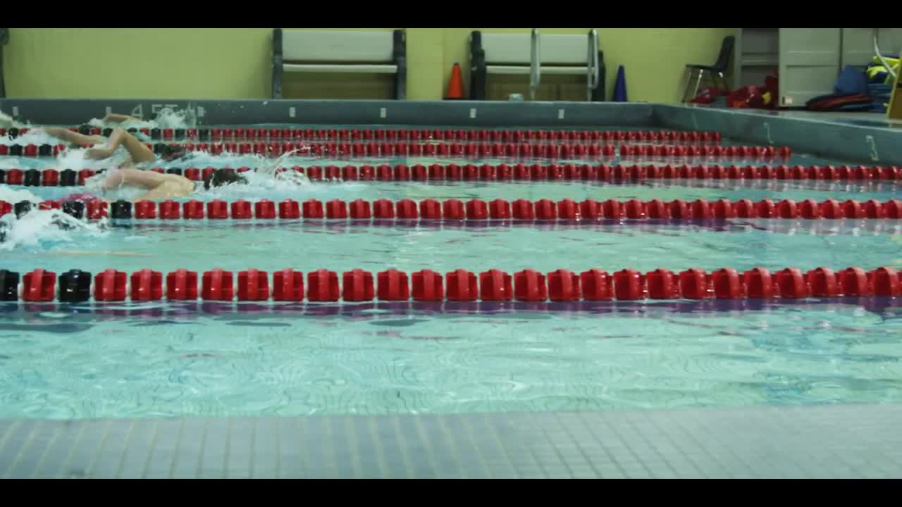 Free Video Stock swimming competition in an olympic pool Live Wallpaper
