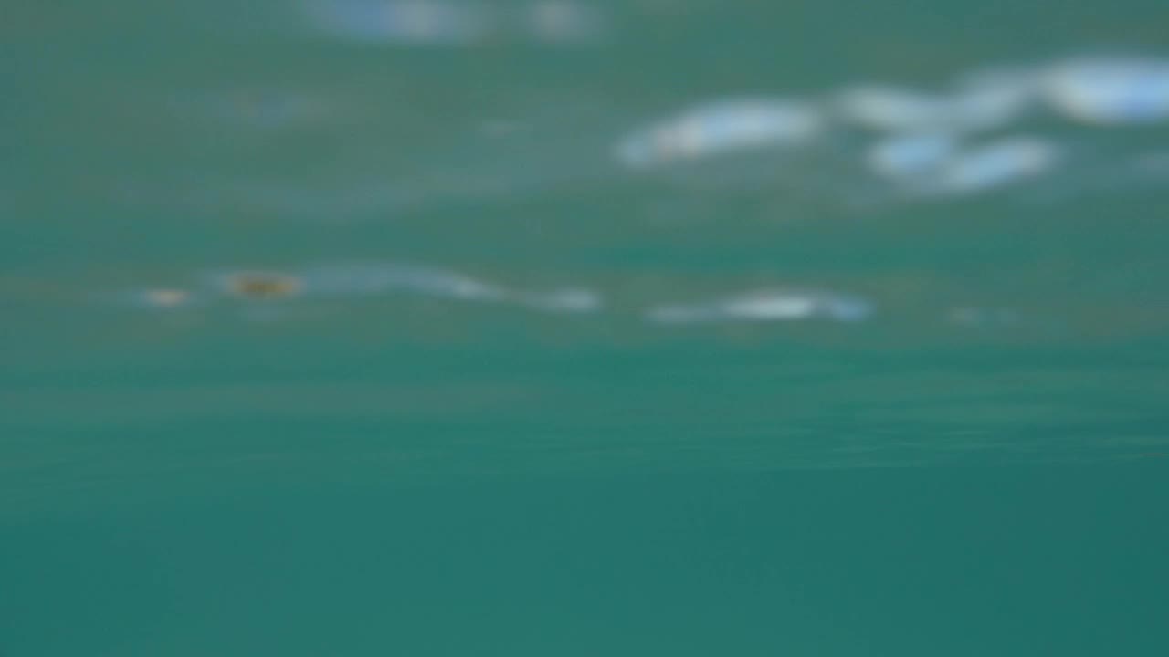 Free Video Stock swimming off a tropical coast Live Wallpaper