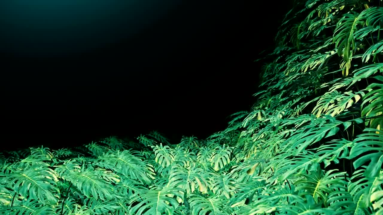 Free Video Stock swiss cheese plant leaves on dark background Live Wallpaper