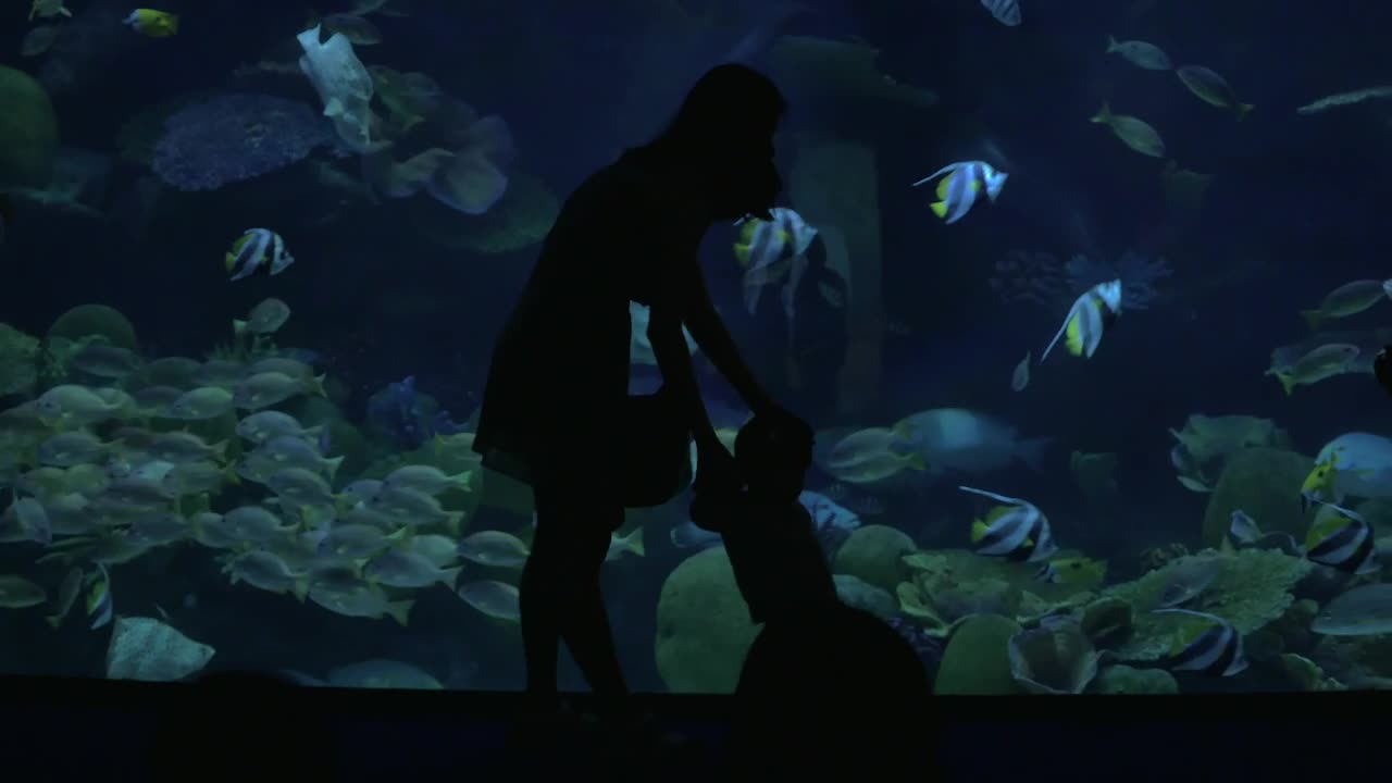 Free Video Stock taking photos in an oceanarium Live Wallpaper