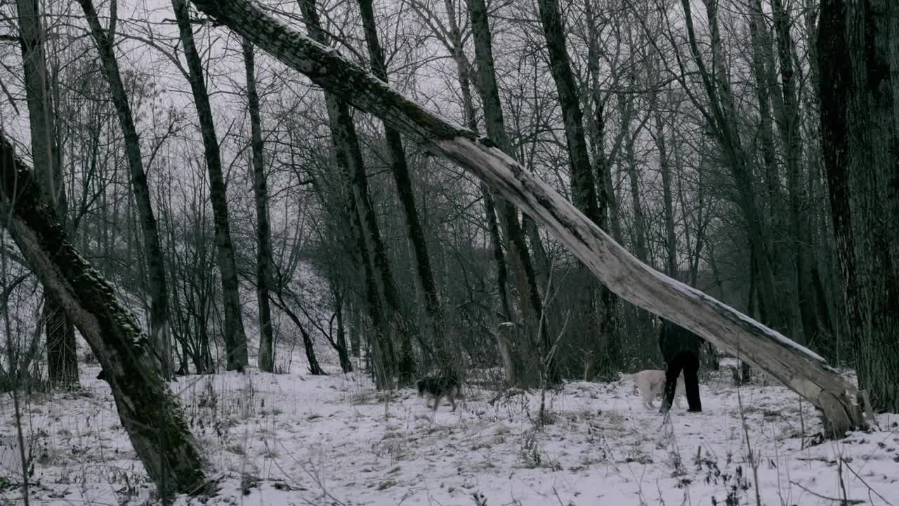 Free Video Stock taking the dogs through a snow covered park Live Wallpaper