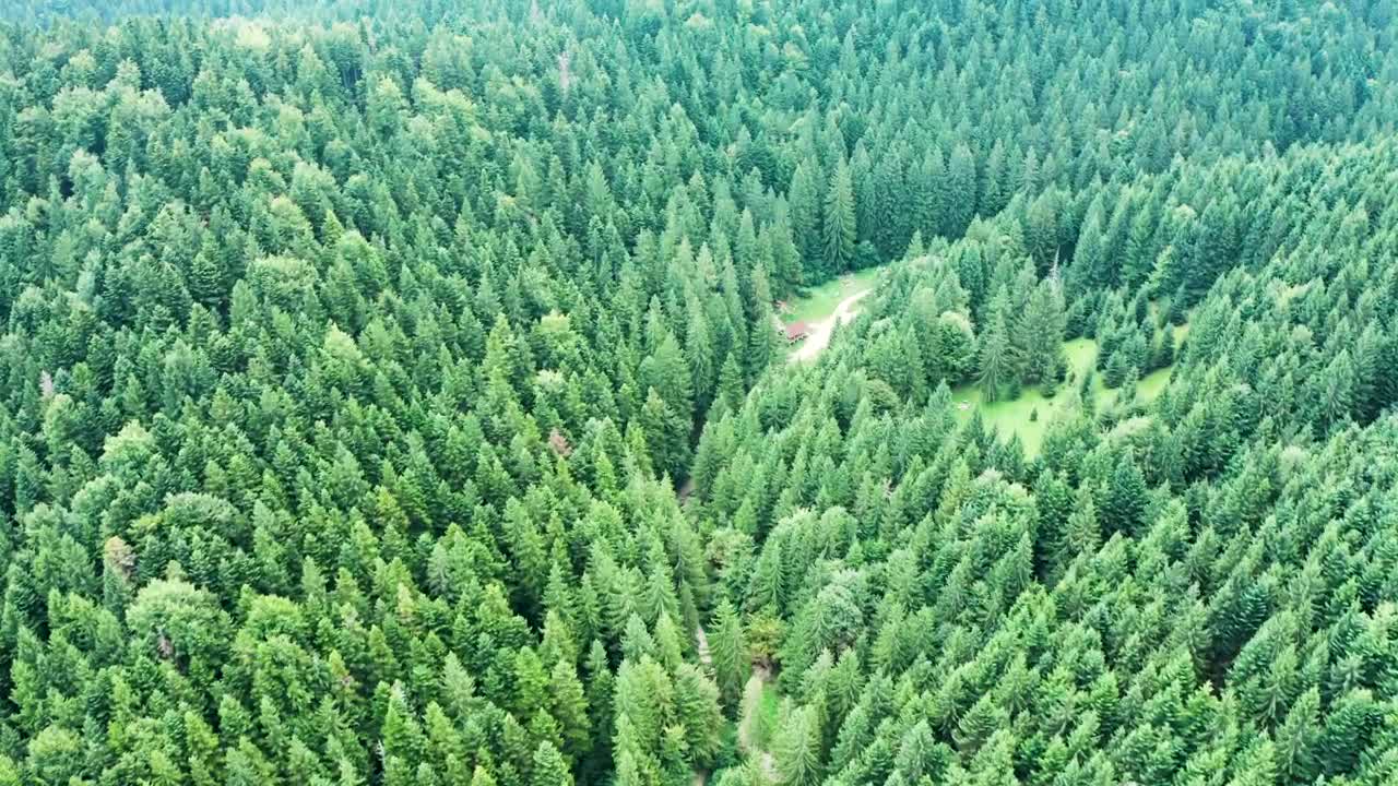 Free Video Stock tall forest with a dirt road Live Wallpaper