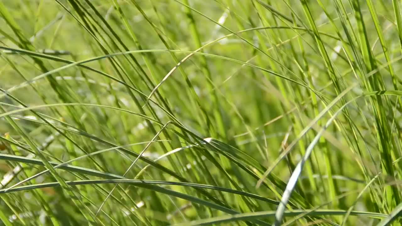 Free Video Stock tall grass by the side of the road Live Wallpaper