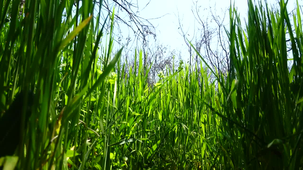 Free Video Stock tall grass growing in spring Live Wallpaper