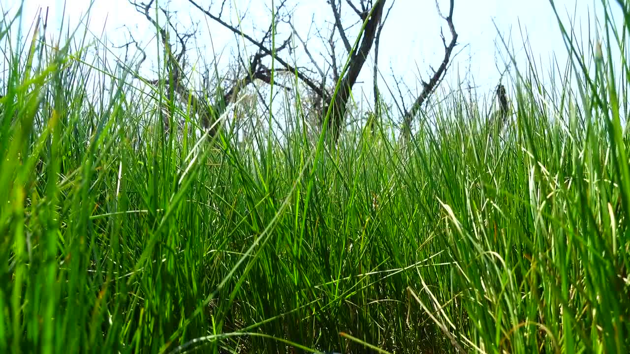 Free Video Stock tall grass growing under a dead tree Live Wallpaper