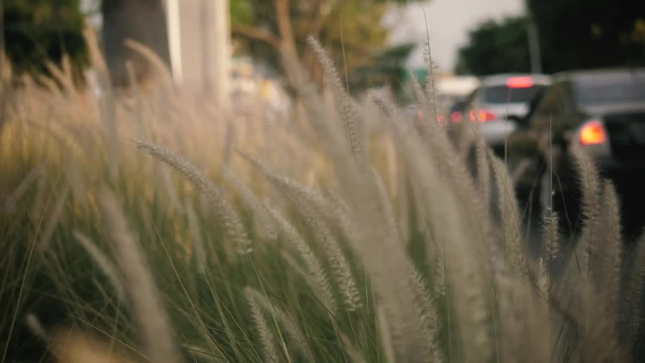 Free Video Stock tall grass waving in the breeze Live Wallpaper