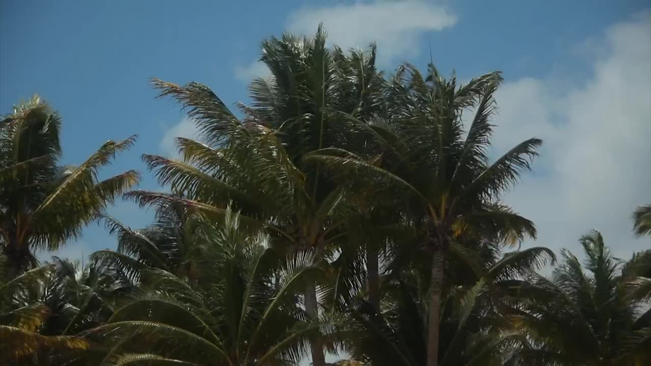Free Video Stock tall palms in the wind Live Wallpaper