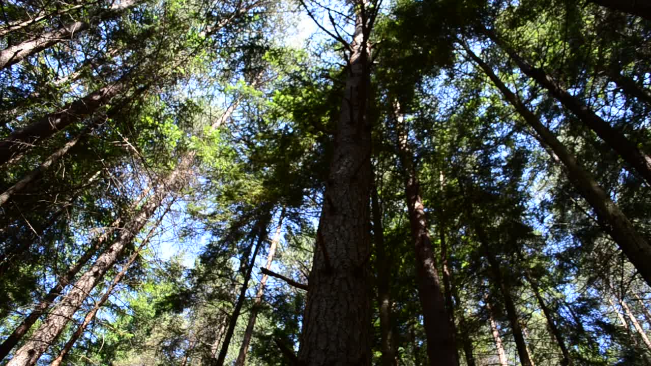 Free Video Stock tall pines blocking the sunlight Live Wallpaper