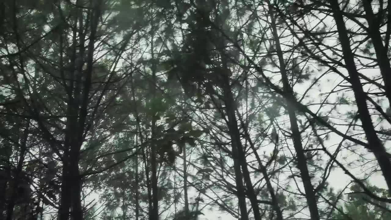 Free Video Stock tall trees in the forest Live Wallpaper