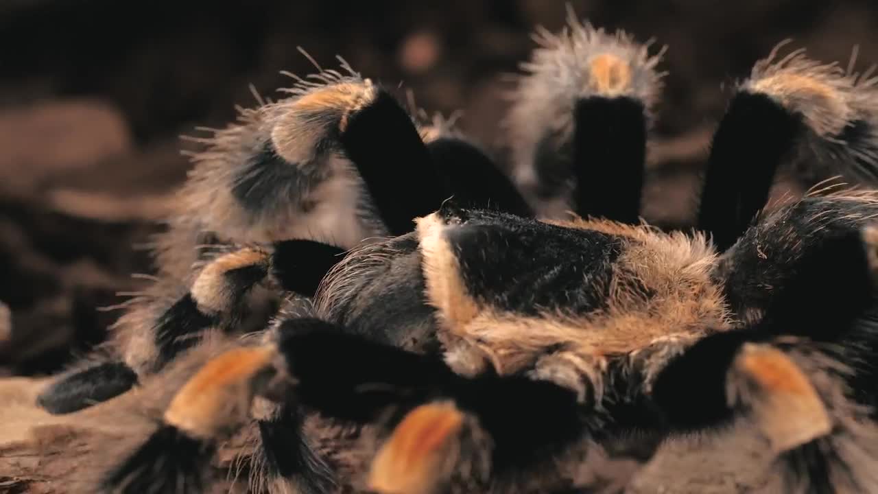 Free Video Stock tarantula walking close up Live Wallpaper