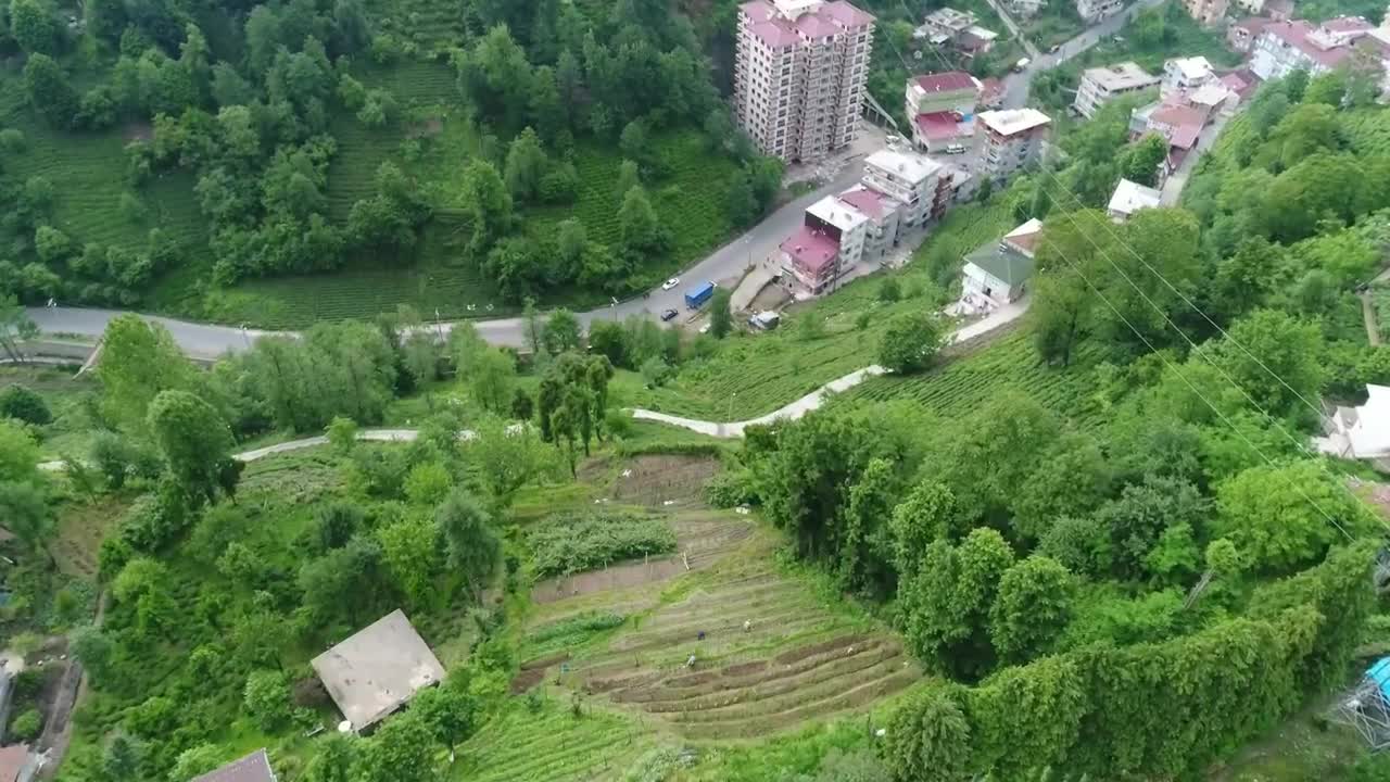 Free Video Stock tea terrace at the edge of a village Live Wallpaper
