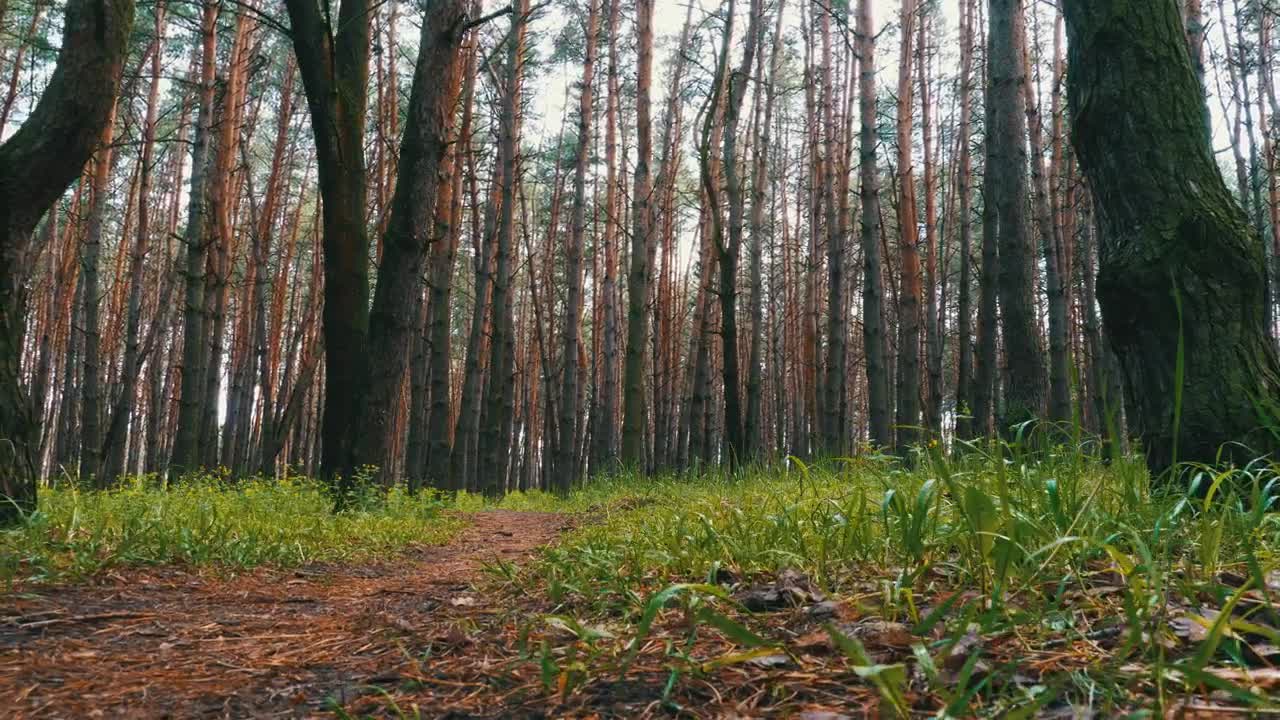 Free Video Stock temperate forest in autumn Live Wallpaper