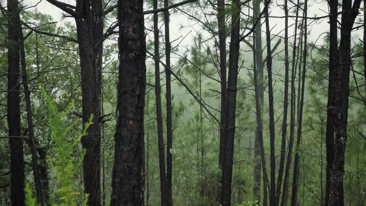 Free Video Stock temperate forest with trees Live Wallpaper