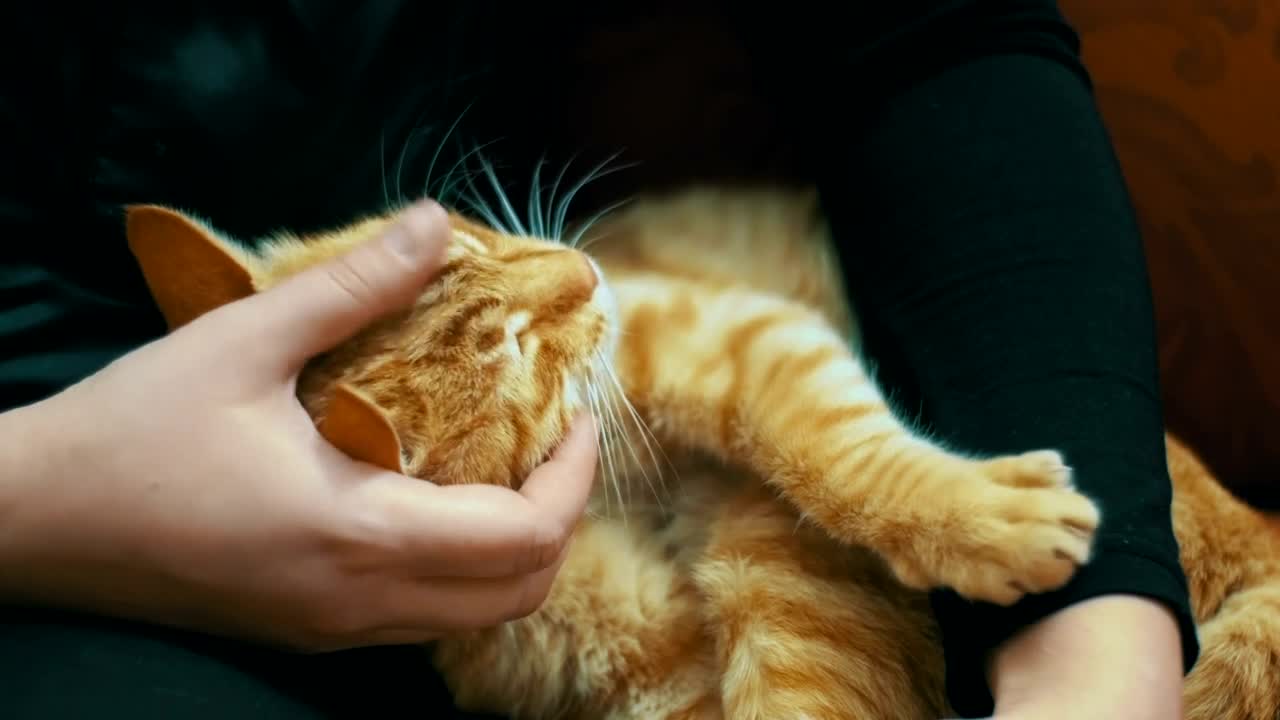 Free Video Stock tenderly stroking a cat Live Wallpaper