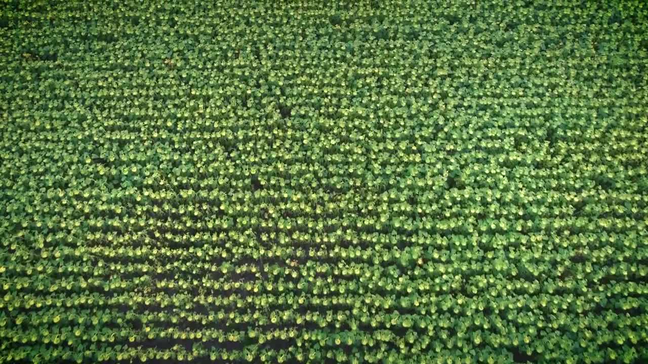 Free Video Stock texture of a vast field of sunflowers aerial shot Live Wallpaper