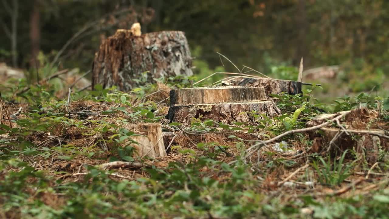 Free Video Stock texture of cut trees in the woods Live Wallpaper