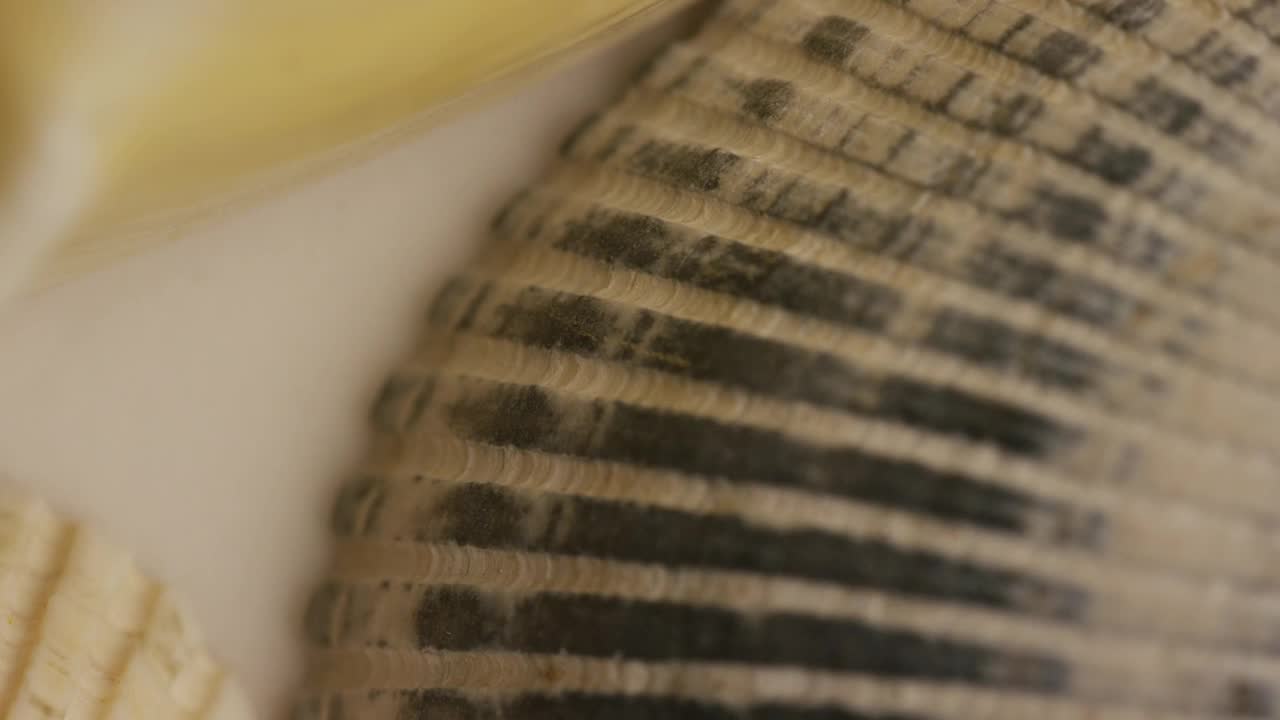 Free Video Stock texture of sea shells Live Wallpaper