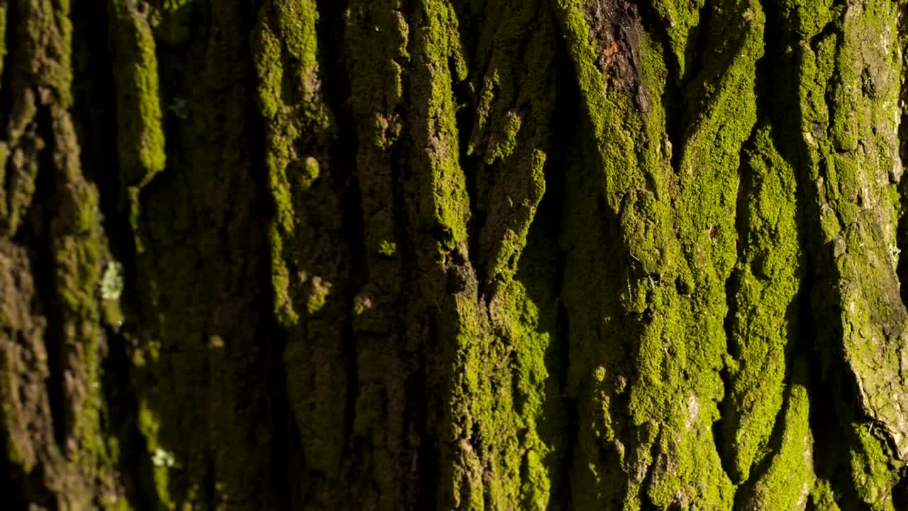 Free Video Stock texture of the bark of a wet tree Live Wallpaper