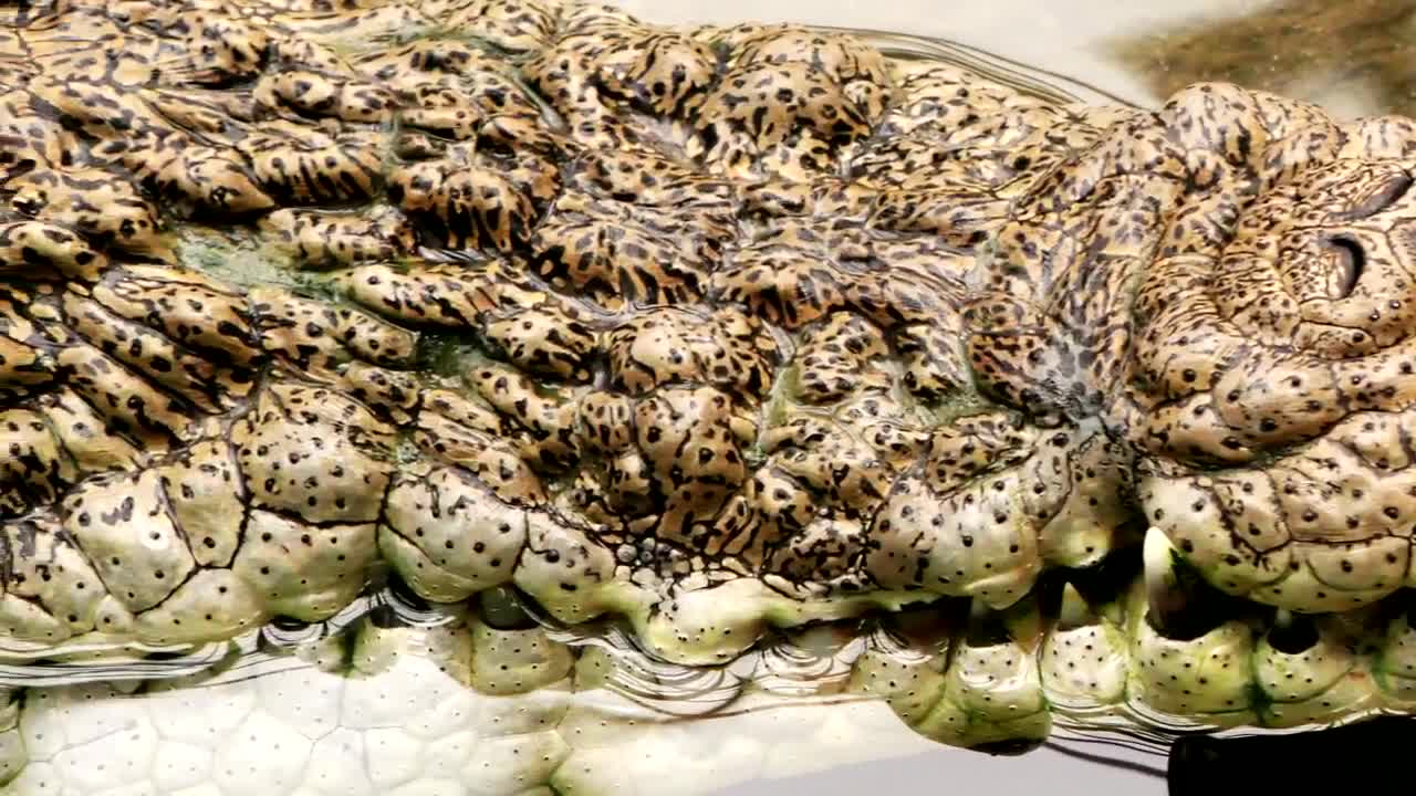Free Video Stock texture of the skin of a crocodile in the water Live Wallpaper